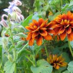 Rudbekia-borage-jmarshPoems