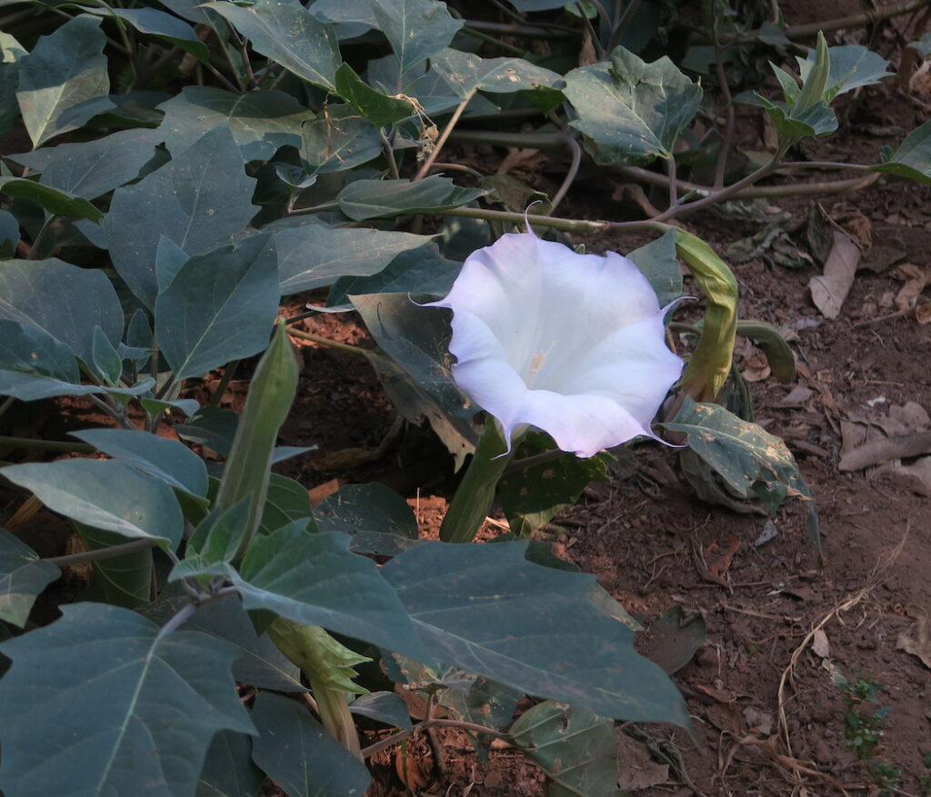 Datura wrightii - Jimsonweed California