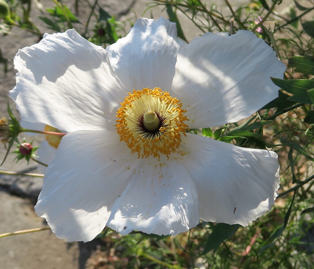 Romneya poppy on Brinkerhoff Avenue , July