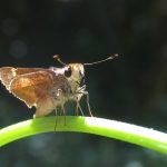 Close-up of a skipper moth in Santa Barbara