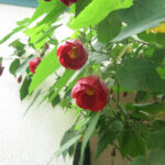 abutilon5496