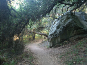 Boulder by trail