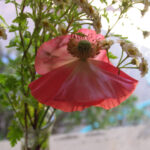 img4668