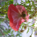 poppy4660