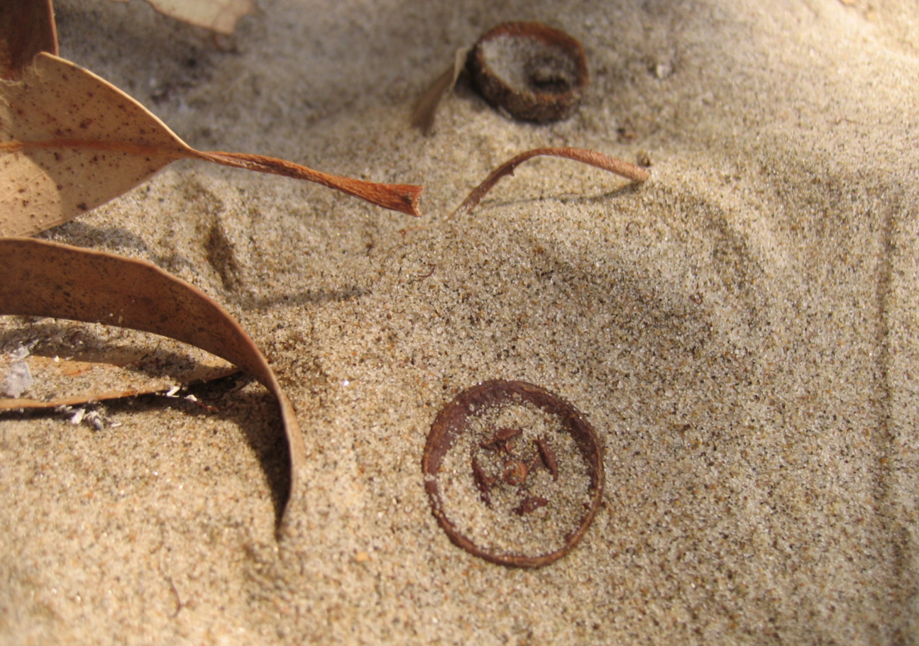 sand with eucalyptus 01