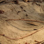 sand with eucalyptus 02