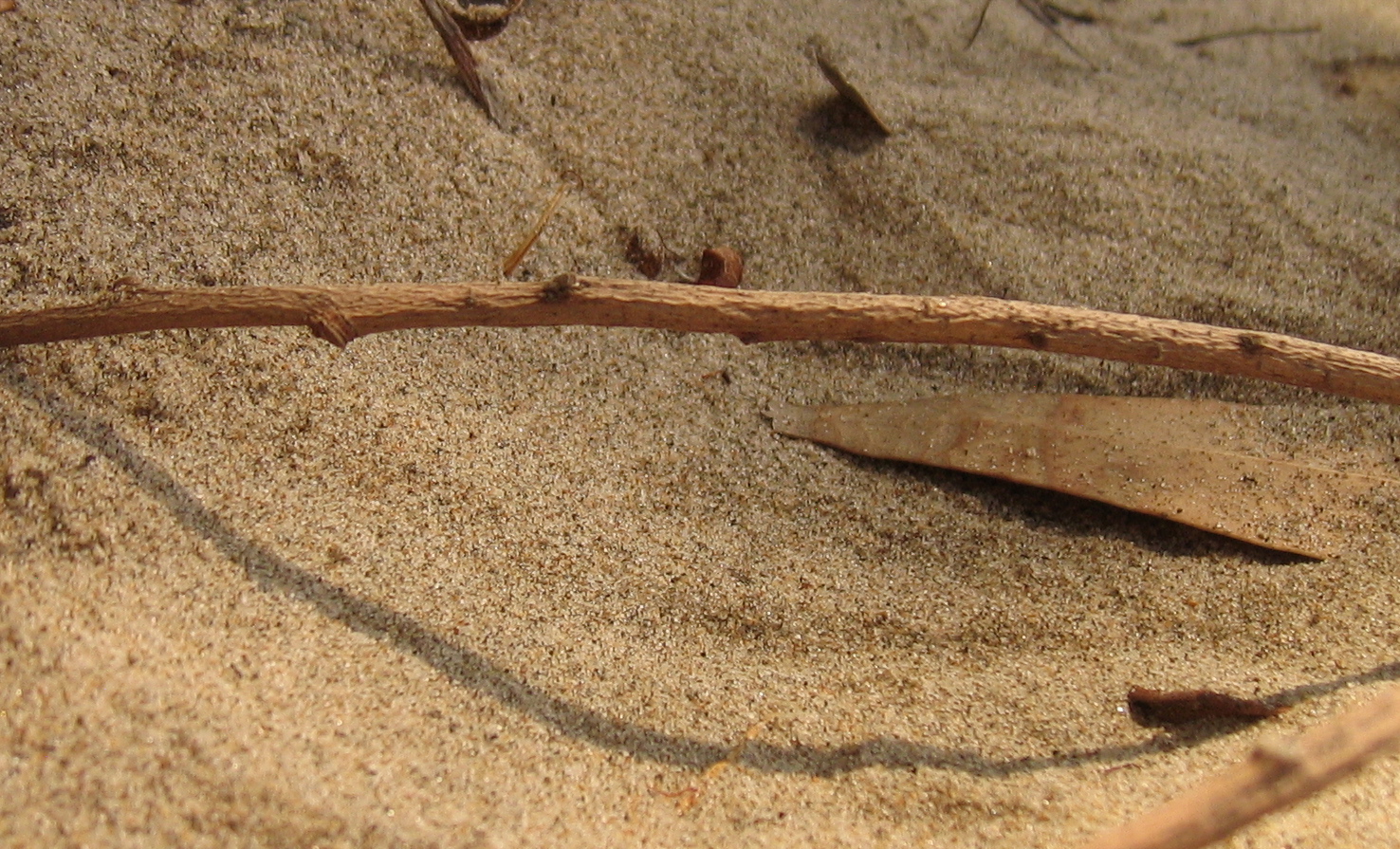 sand with eucalyptus 04