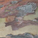 tree-bark-01s